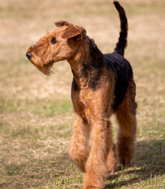 Wandelende Airedale terriër Wandelende Airedale terriër