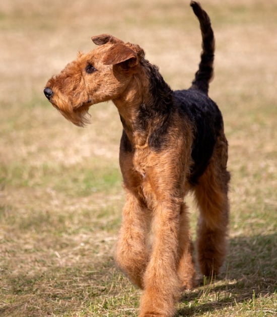 Wandelende Airedale terriër