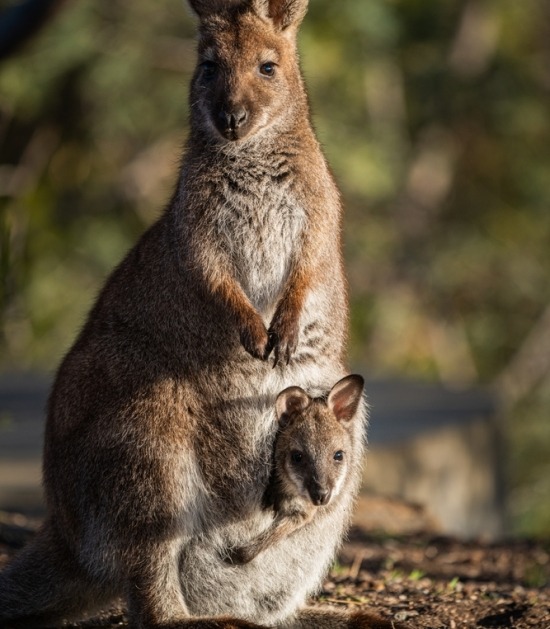 Bennett wallaby met baby