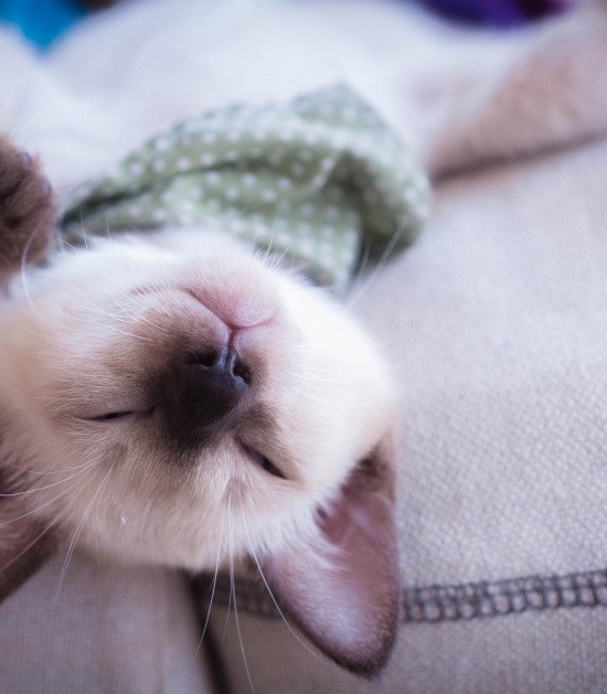 Siamese kitten ligt ondersteboven