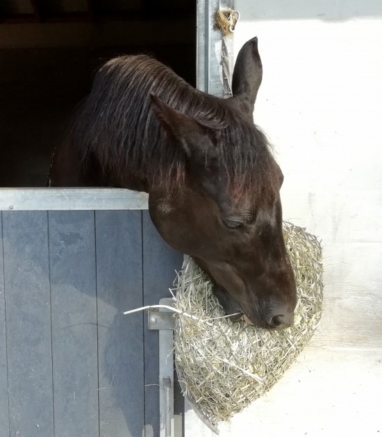 Paard eet hooi uit hooinet buiten staldeur
