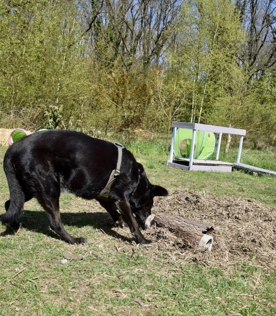 Zwarte labrador hond snuffelt tussen bladeren 
