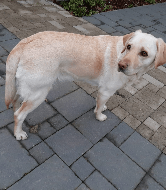 Blonde labrador met afhangende staart 