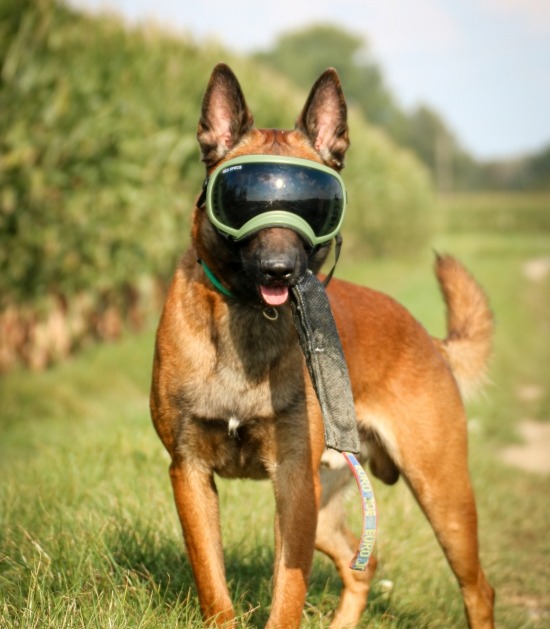 Mechelse herder met hondenbril