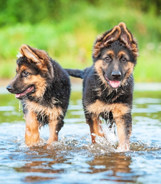 Duitse herder pups rennen in het water