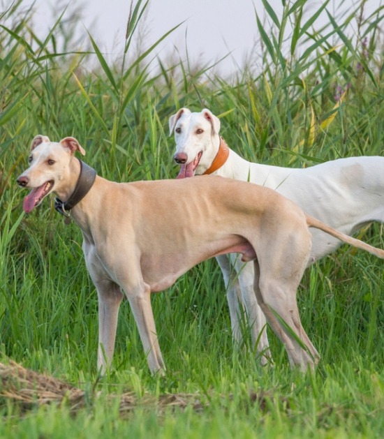twee greyhounds