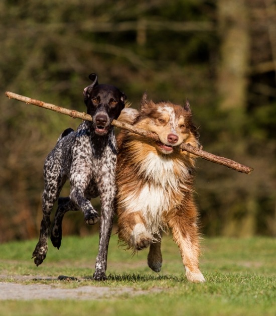 Twee honden rennen met een stok