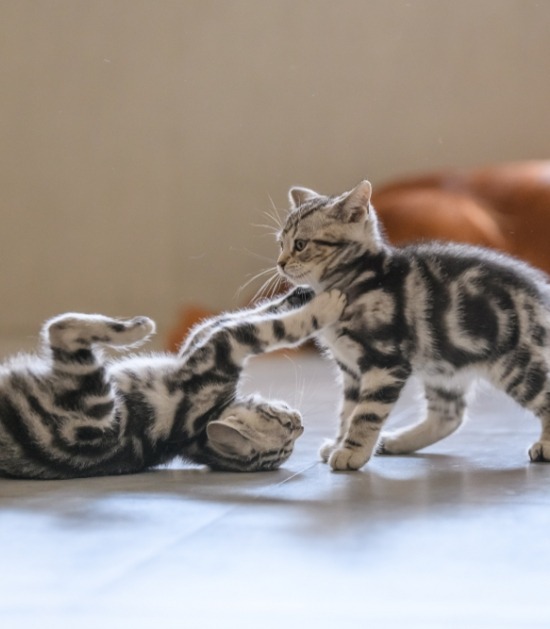 Twee kittens spelen met elkaar in de woonkamer 