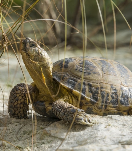 Vierteenlandschildpad Vierteenlandschildpad