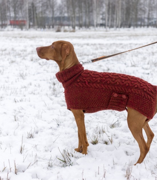 Vizsla in de sneeuw met trui aan 