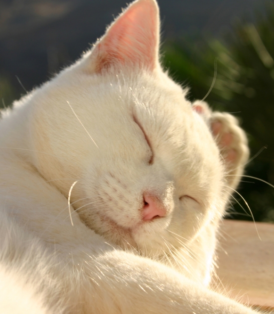 Portret van witte kat die zichzelf wast in de zon 