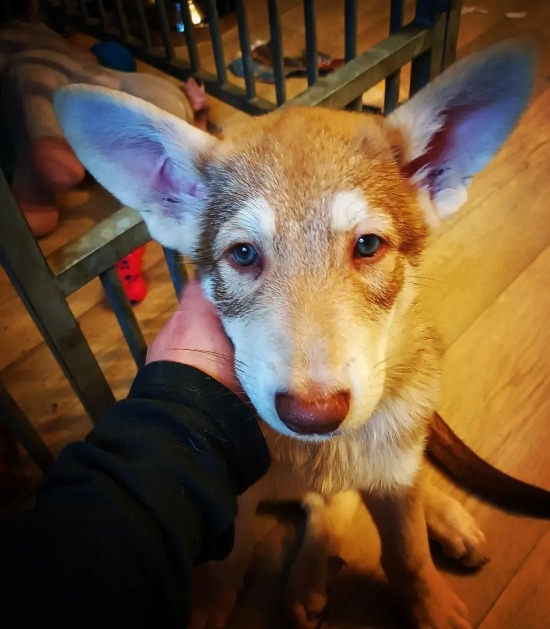 Puppy Gipsy toont haar grote oren 