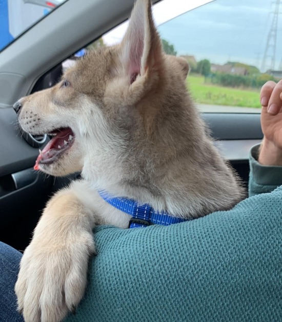 Puppy Vasco in de auto met zijn nieuwe baasje