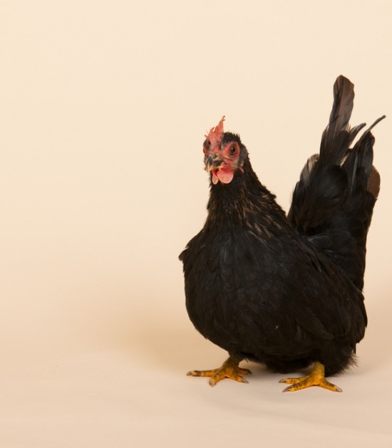 zwarte chabo kip
