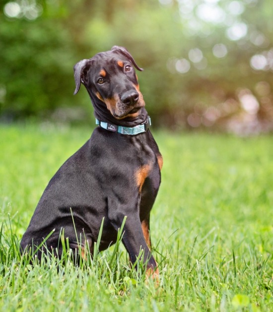 zwarte dobermann