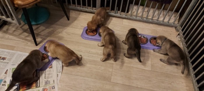 Puppy's krijgen hondenvoer te eten