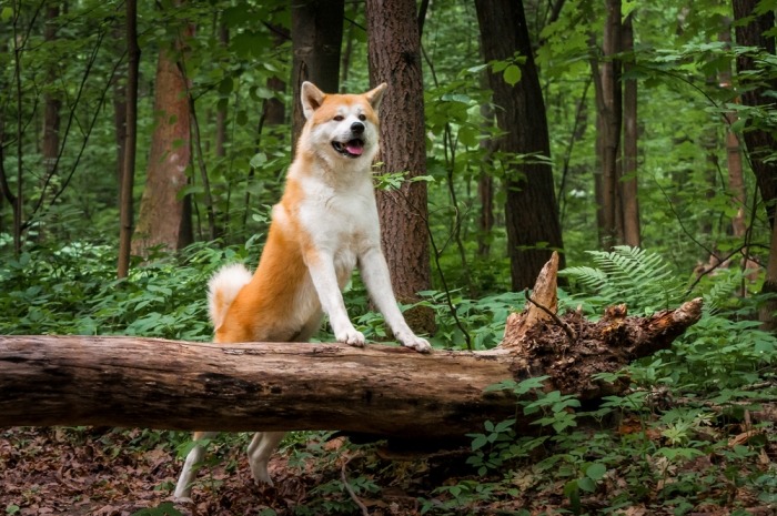 De akita inu is een actieve hond die houdt van lange wandelingen 