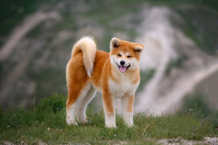 Een rode akita inu puppy met duidelijke ‘urajiro’