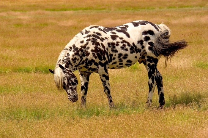 appaloosa hengst