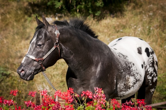 appaloosa met blanket kleur blanket appaloosa