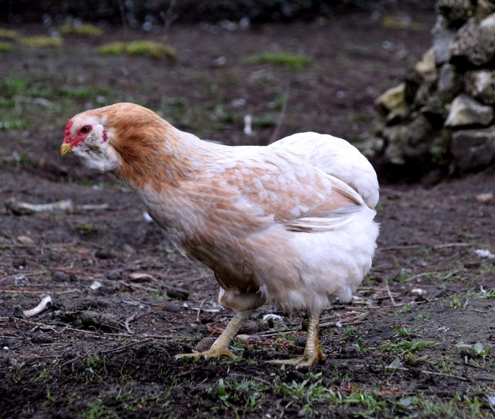 Gentleman vriendelijk Recyclen fusie De araucana: een kip die blauwe eieren legt | Beestig.be