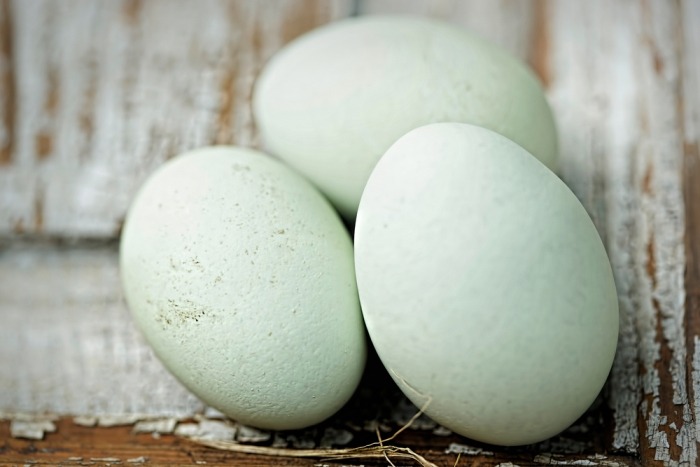 Renderen veiling blad De araucana: een kip die blauwe eieren legt | Beestig.be