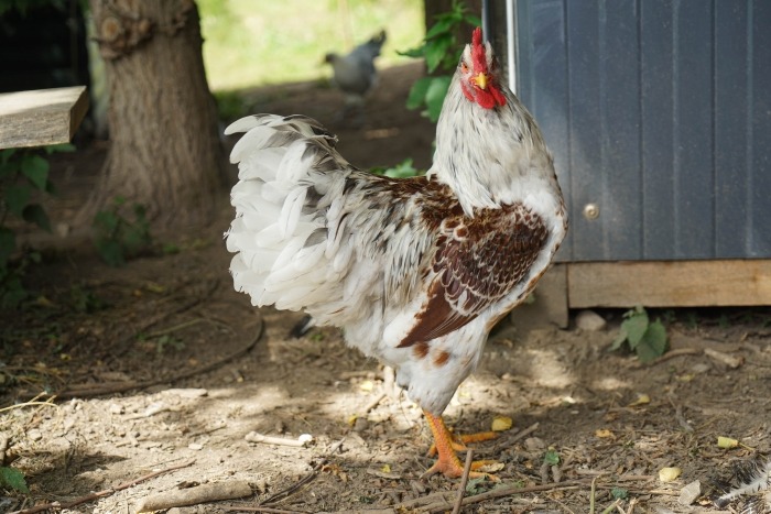 Veel gevaarlijke situaties Duwen planter De Barnevelder kip: alles wat je moet weten over deze legkip