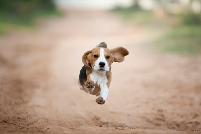 Met een beagle in huis verveel je je nooit! 