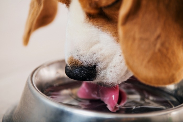 Beagle drinkt water uit een bakje