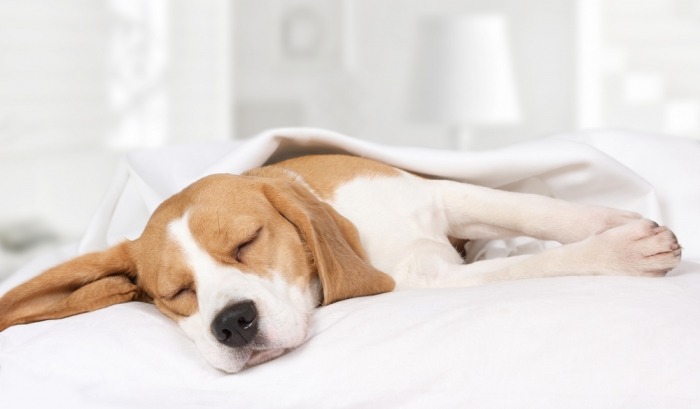 Beagle slaapt onder wit dekentje
