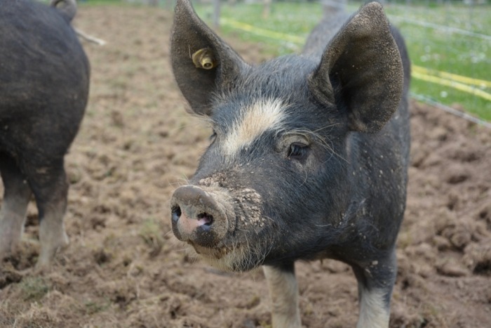De zwart-witte vacht van het Berkshire-varken geeft hem zijn bijzondere uiterlijk