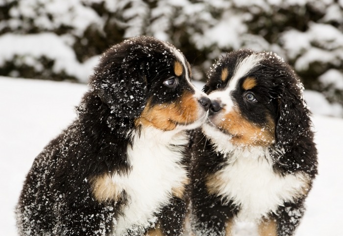 Berner Sennenpups in de sneeuw