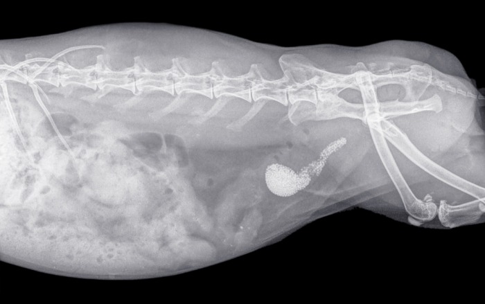 X-ray van blaasstenen bij konijn