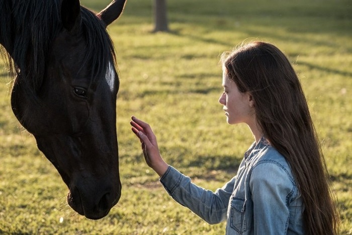 Black Beauty film
