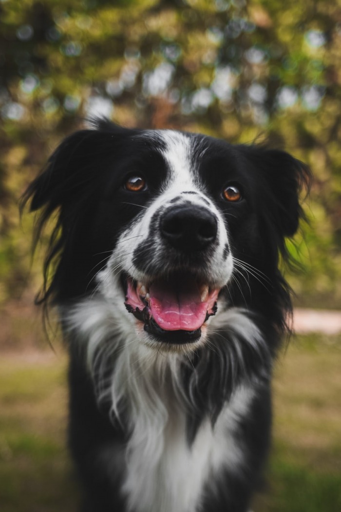 De Border Collie Een Intelligente En Actieve Speelkameraad Beestig Be