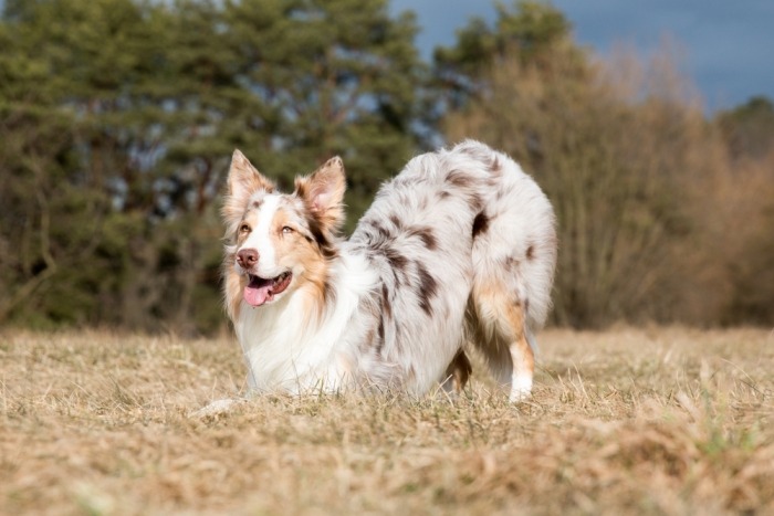 Red merle border collie