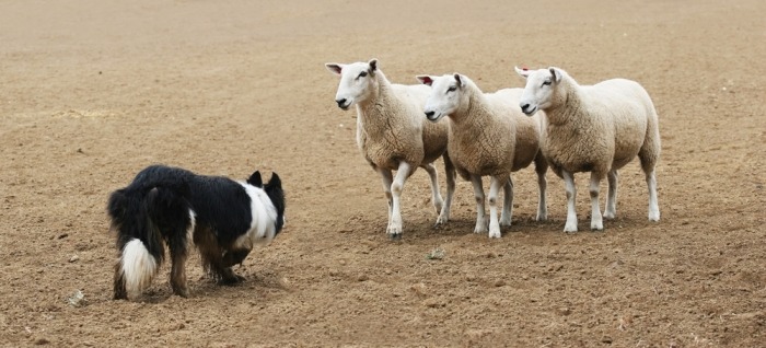 Border collie drijft drie schapen 