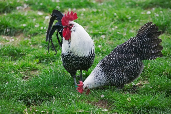 Wist je al dat je kippen ook moet ontwormen en vaccineren? 