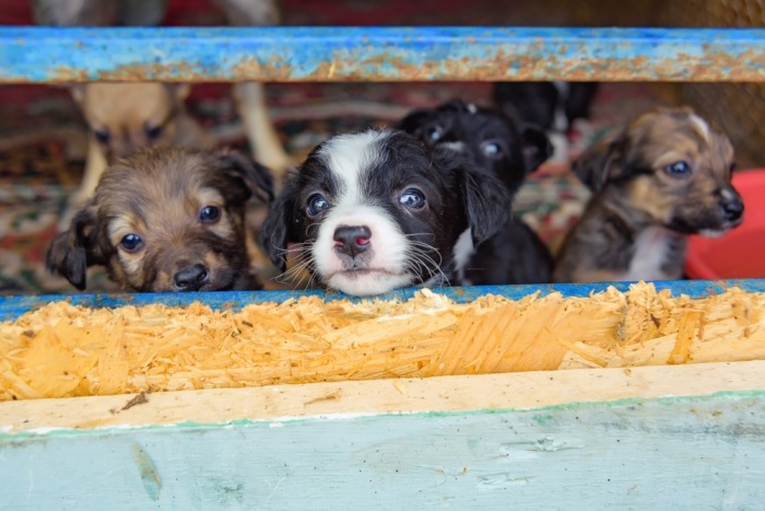 Pups in een broodfokkerij