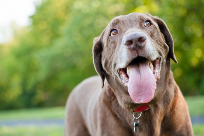 Bruine labrador hijgt Bruine labrador hijgt
