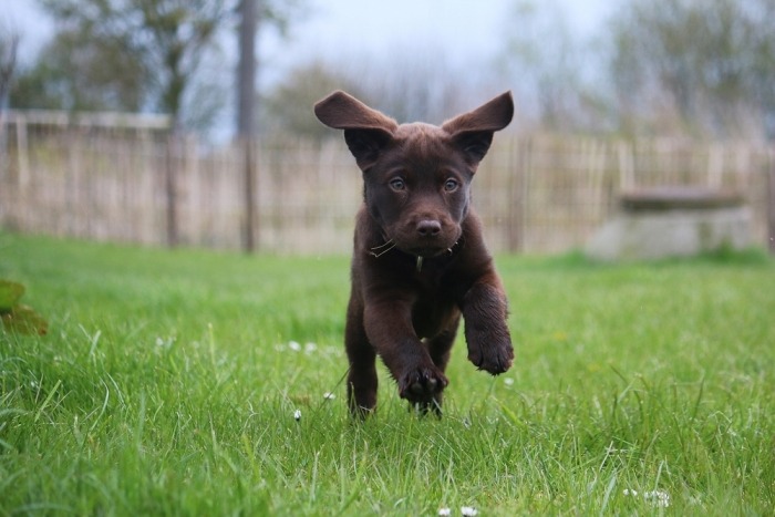 Bruine labrador puppy rent door het gras