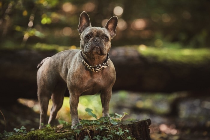 de_franse_bulldog_een_goed_gemutste_makkelijke_hond