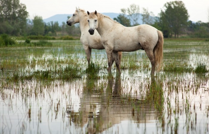 Twee Camarguepaarden in een moeras