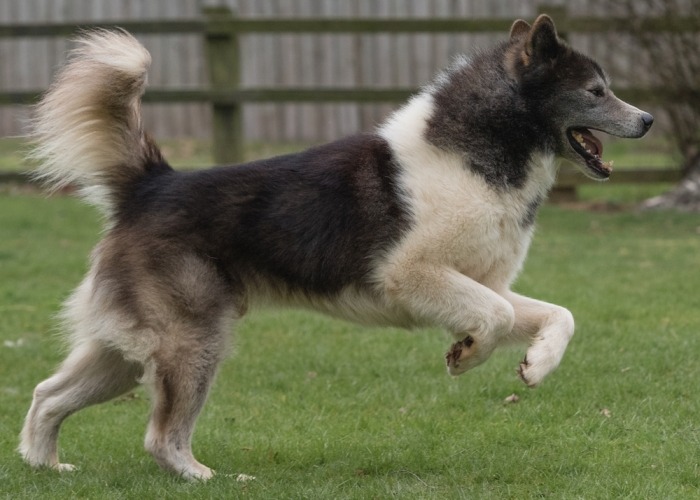 Canadese eskimohond Canadese eskimohond