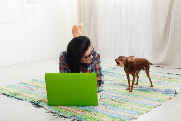 Chihuahua blaft naar meisje met groene laptop op de grond