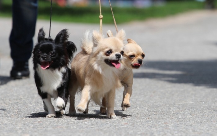 Drie wandelende chihuahua's aan de leiband