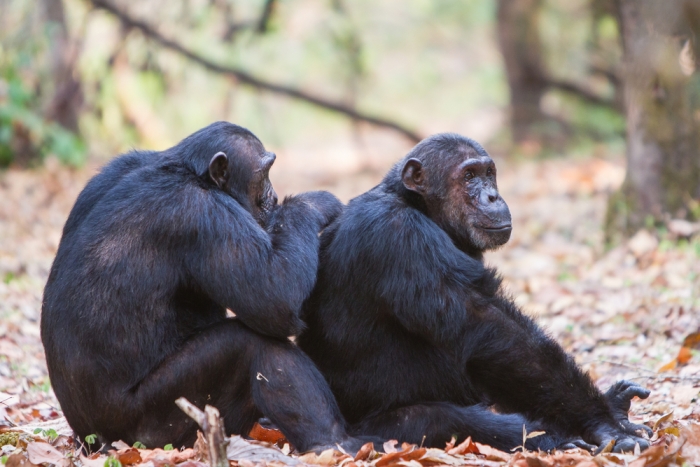 chimpansees groomen