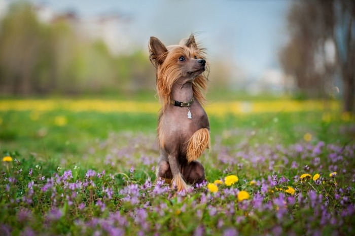 Chinese naakthond in bloemenveld