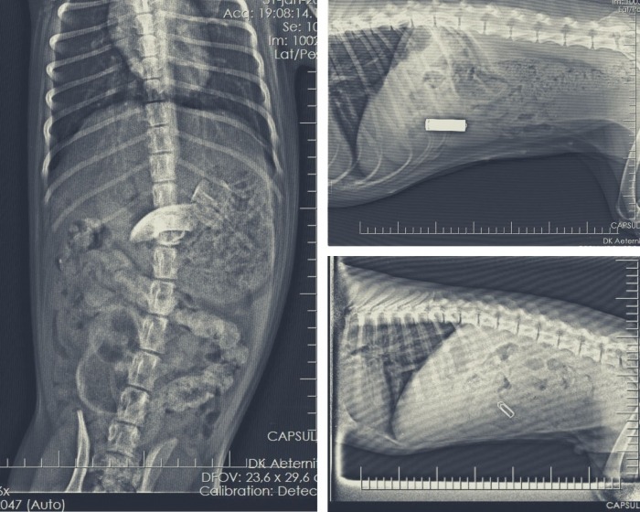Collage met röntgenfoto's van hond