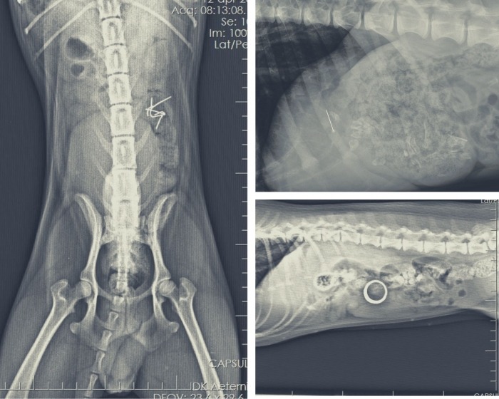 Collage röntgenfoto's van hond